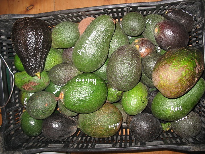 Organic Hass Avocados, 3-4 Count Bag