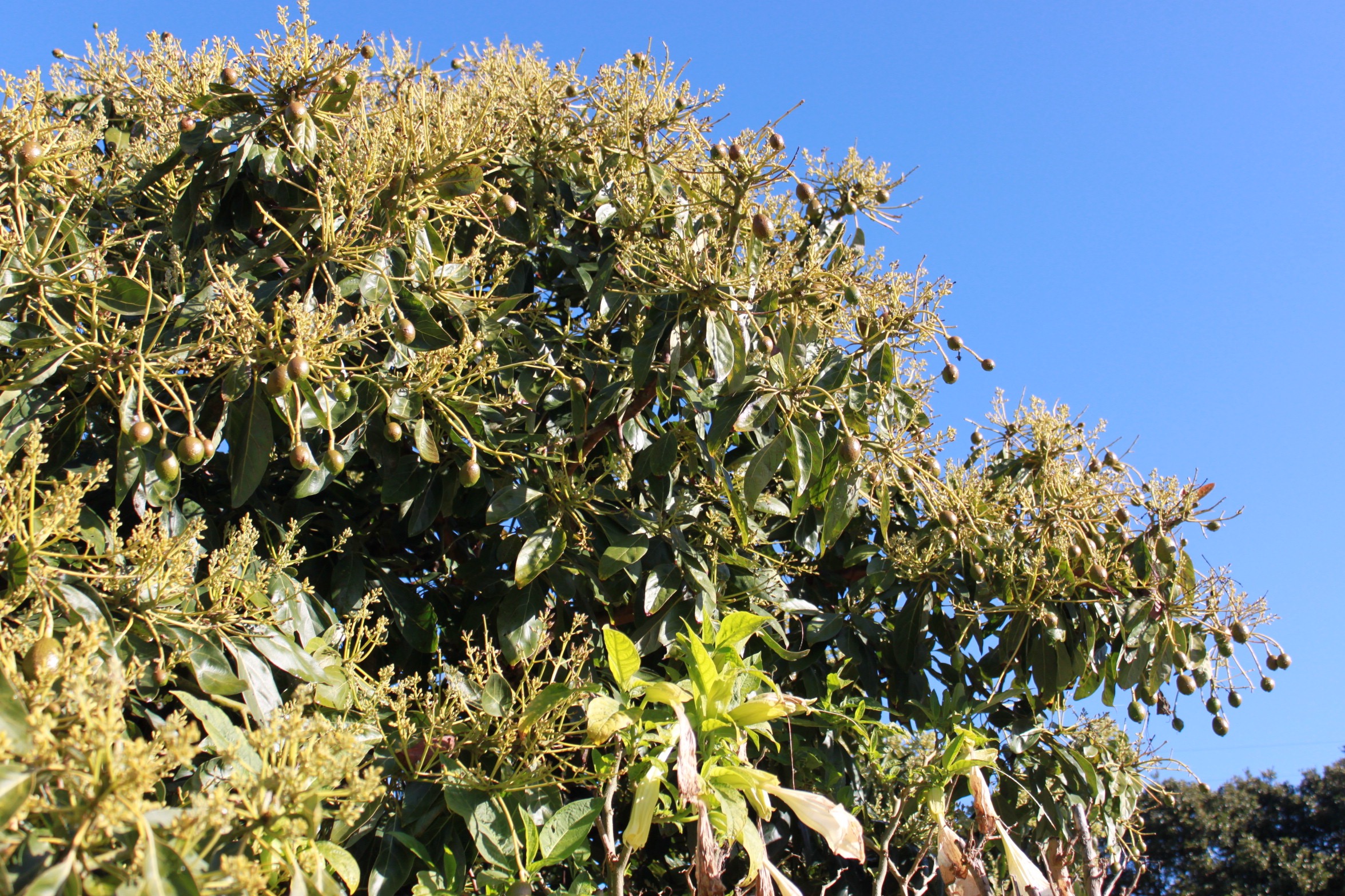 Carmen Avocado showing young fruit.