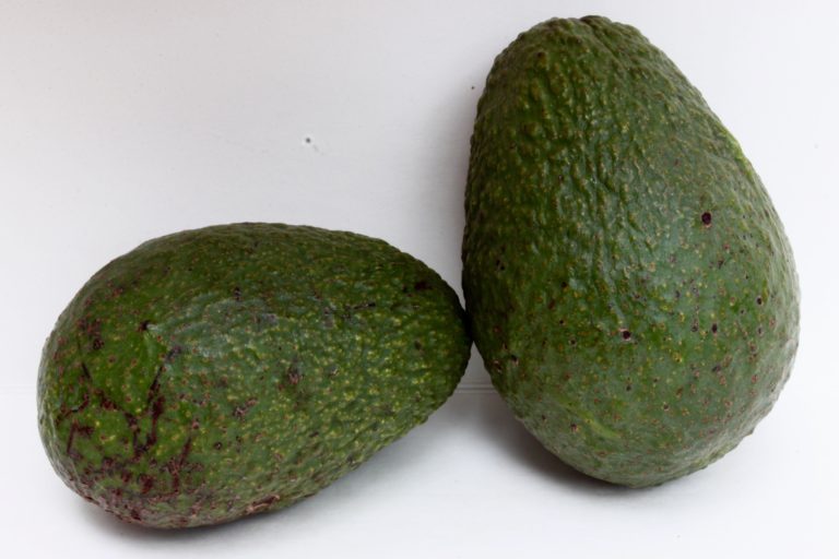 Our Avocado Varieties | Epicenter Nursery & Fruit