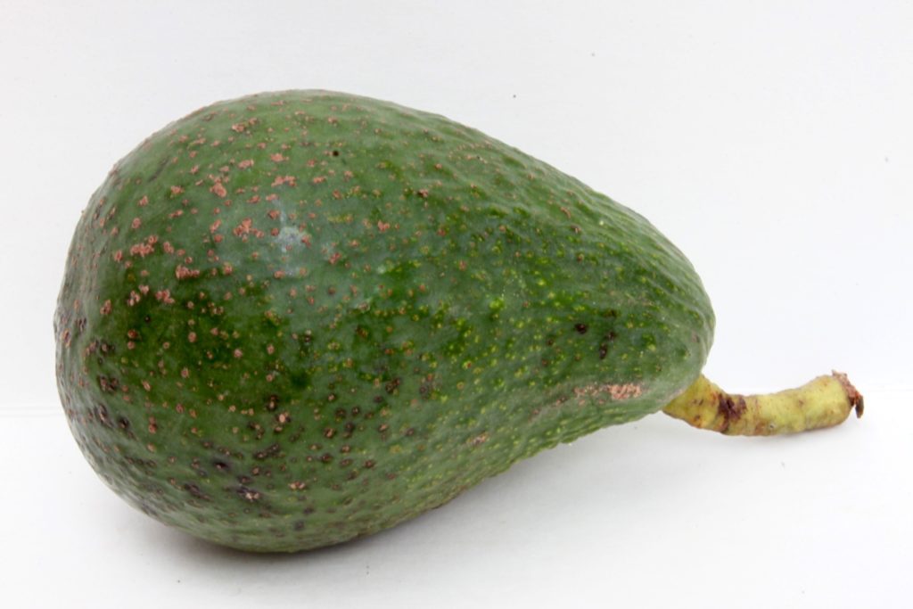 Our Avocado Varieties | Epicenter Nursery & Fruit