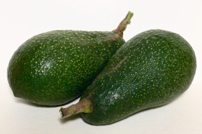 Our Avocado Varieties | Epicenter Nursery & Fruit