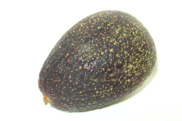 Our Avocado Varieties | Epicenter Nursery & Fruit